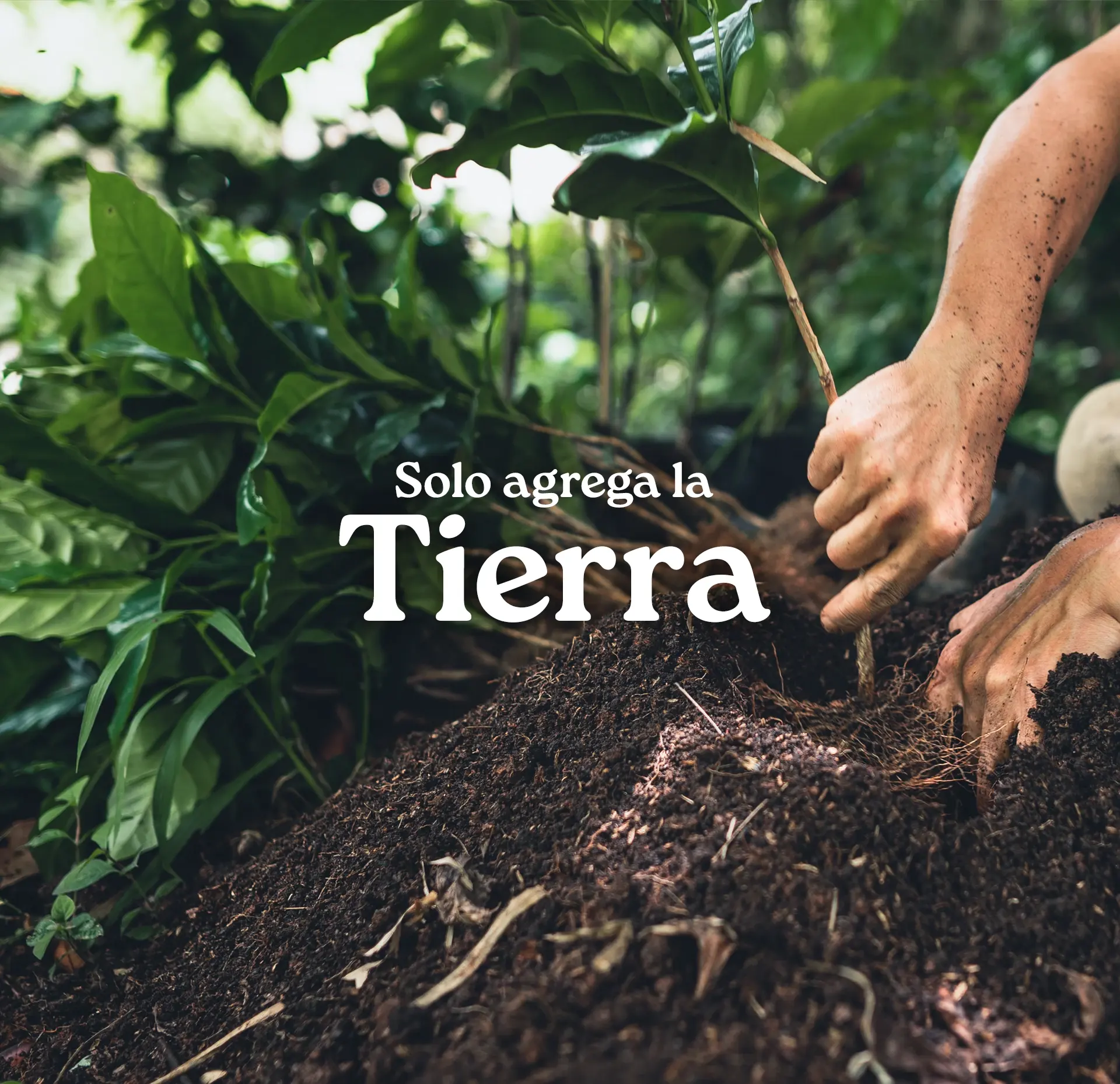 Manos plantando en la tierra